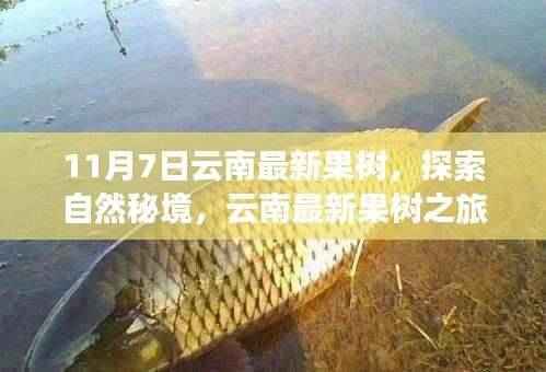 云南最新果树探索之旅,自然秘境中的宁静与笑声