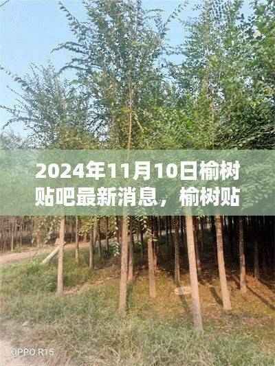 榆树贴吧最新消息,温馨日常与奇遇的情感纽带(2024年11月10日)