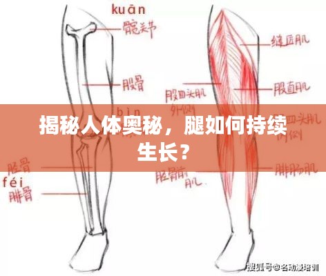 揭秘人体奥秘,腿如何持续生长?