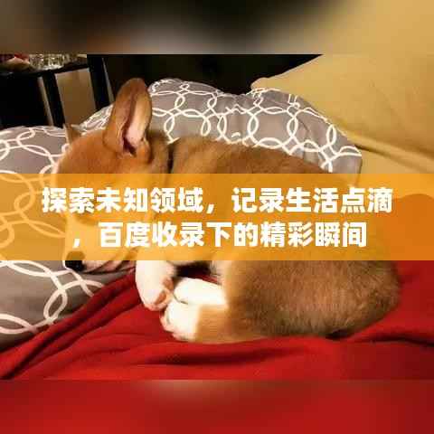 探索未知领域,记录生活点滴,百度收录下的精彩瞬间