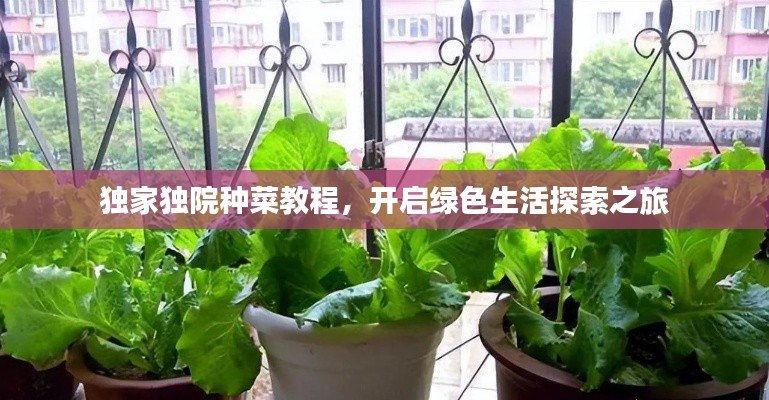 独家独院种菜教程,开启绿色生活探索之旅
